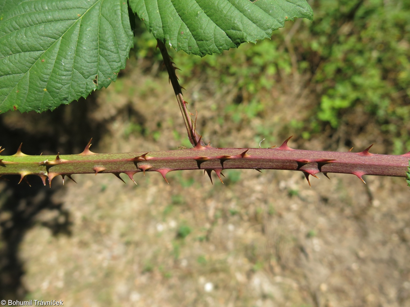 Rubus senticosus – ostružiník hustoostný, ostružiník ostnitý