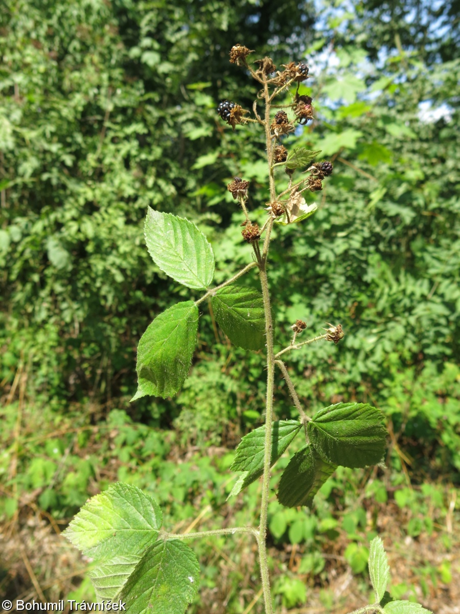 Rubus siemianicensis – ostružiník polský