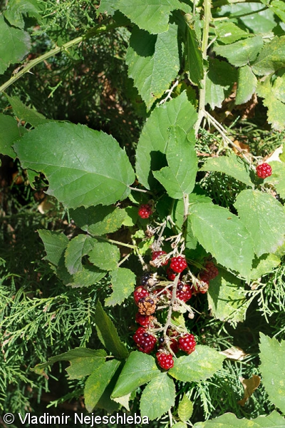 Rubus silesiacus – ostružiník slezský