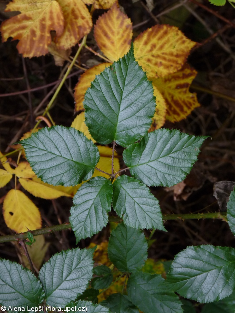 Rubus silvae-norticae