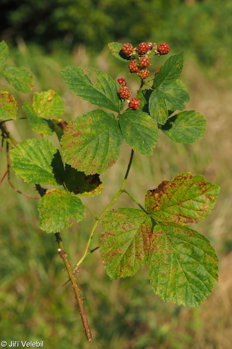 Rubus sorbicus – ostružiník lužickosrbský