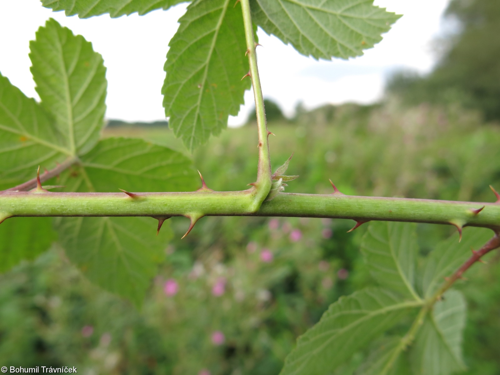 Rubus stohrii – ostružiník Stohrův