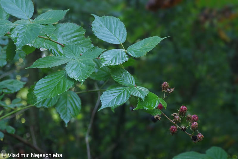 Rubus sulcatus – ostružiník brázditý