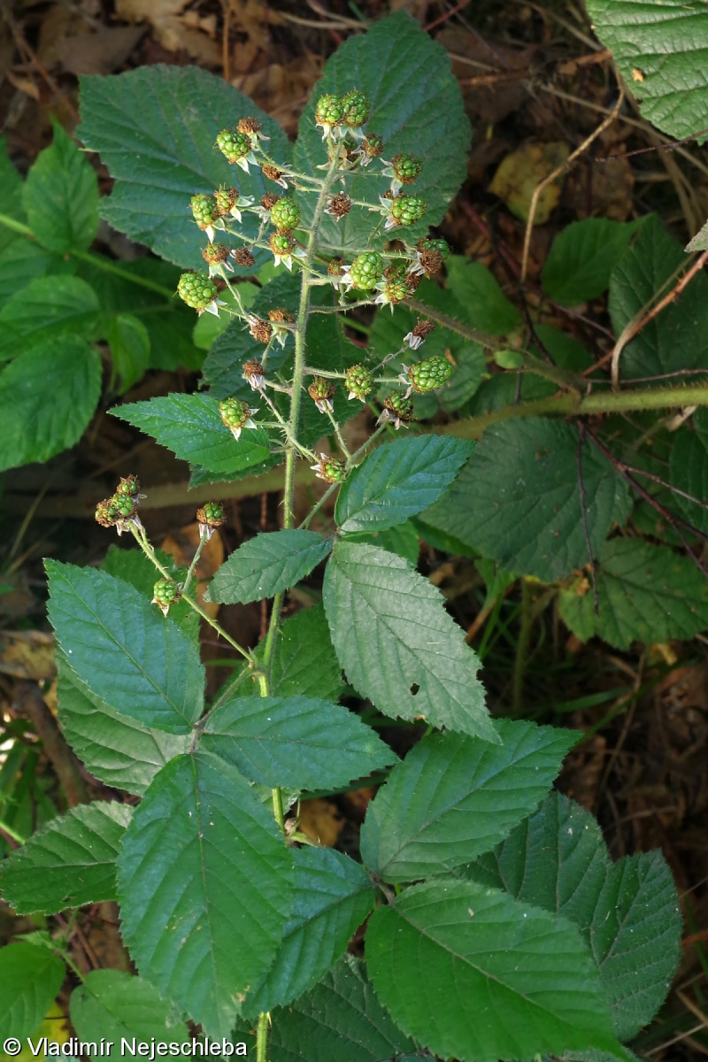Rubus supralucidus – ostružiník lesklý