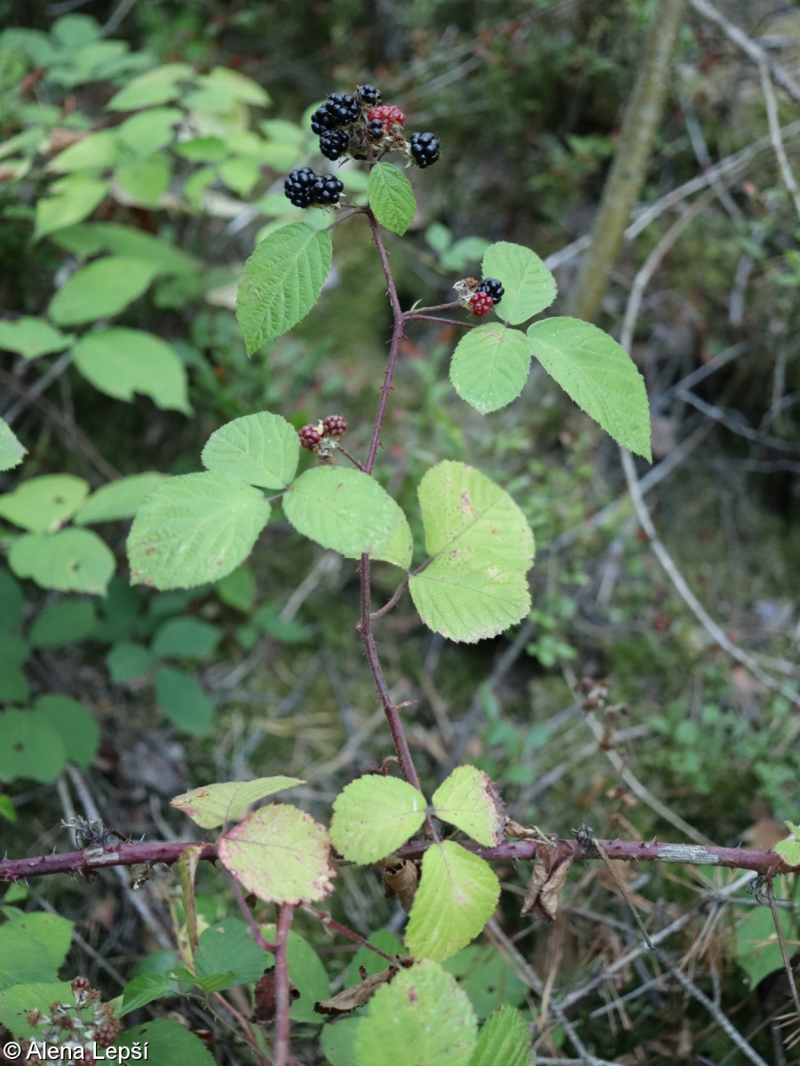Rubus silvae-bohemicae – ostružiník tmavý