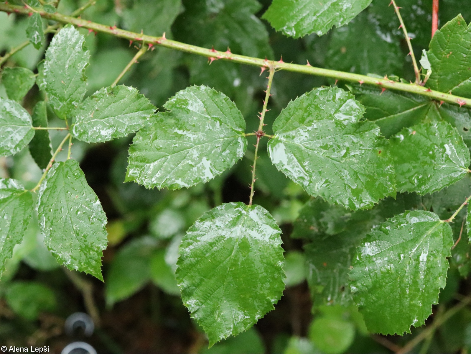 Rubus thelybatos – ostružiník drobný