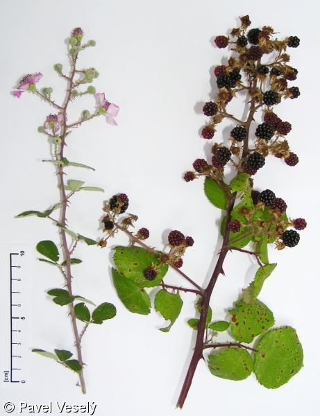 Rubus ulmifolius – ostružiník středozemský