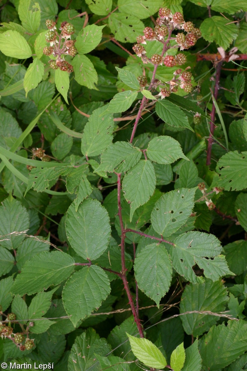 Rubus vatavensis