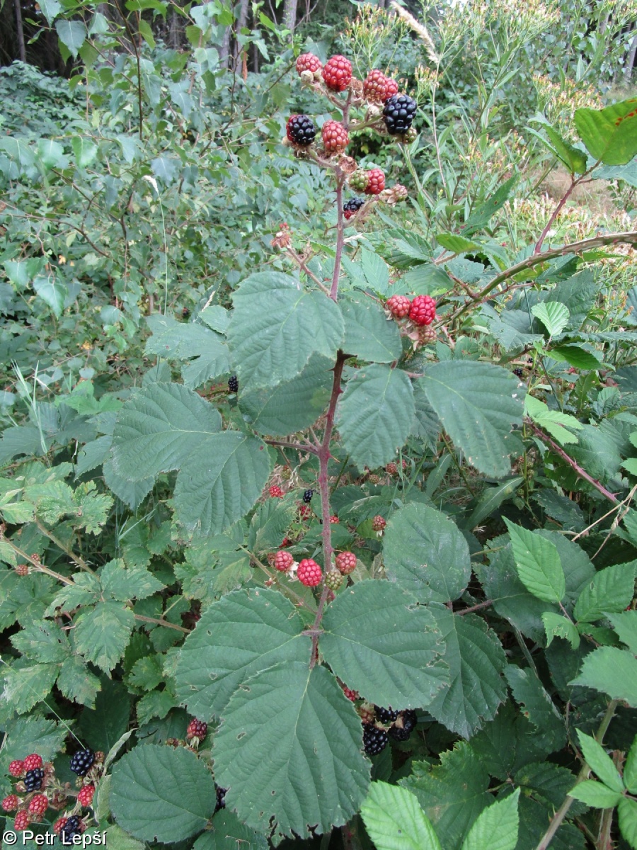 Rubus vestitus – ostružiník hustochlupý, ostružiník oděný