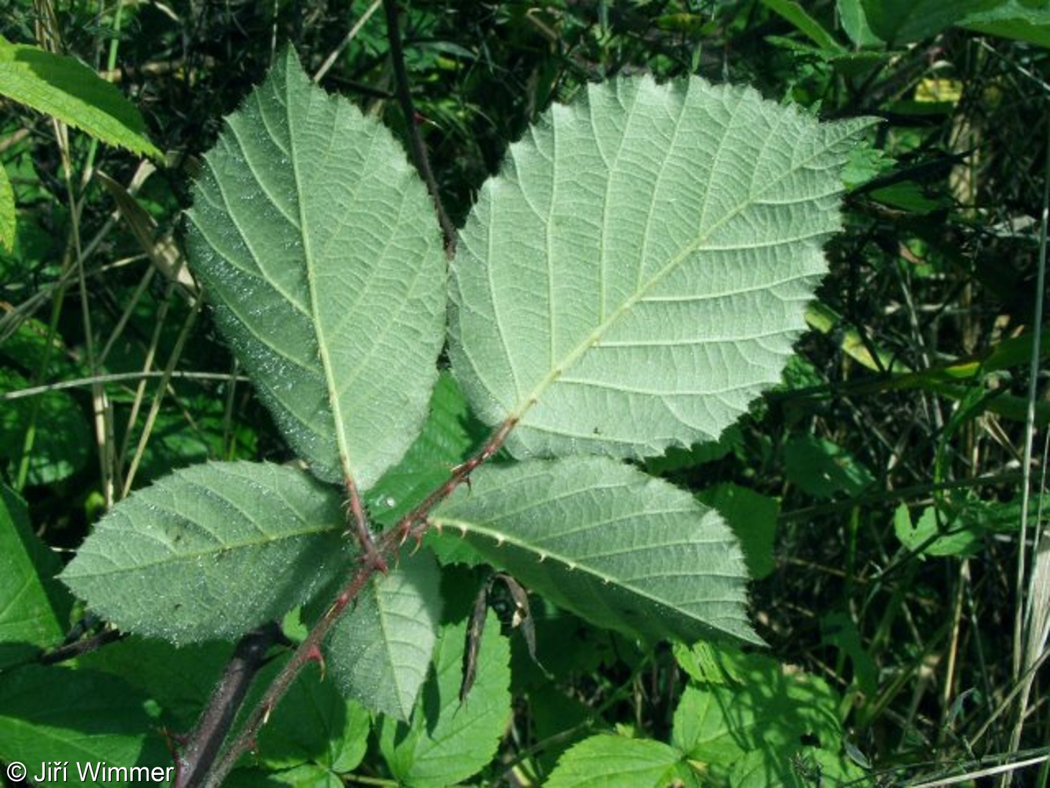 Rubus vestitus – ostružiník hustochlupý, ostružiník oděný