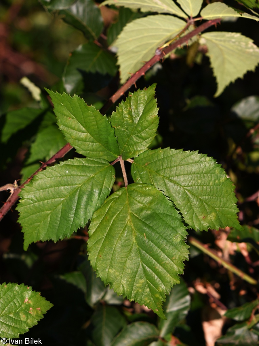 Rubus vratnensis – ostružiník kokořínský