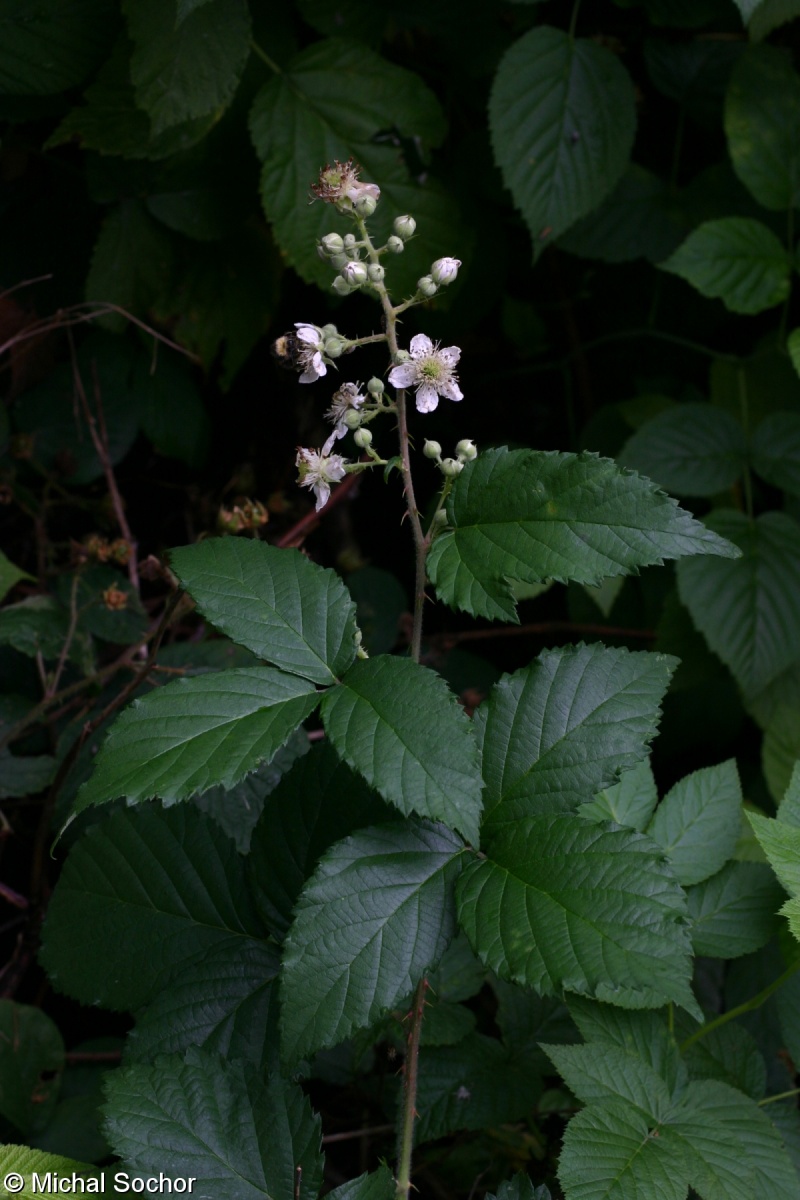 Rubus vratnensis – ostružiník kokořínský