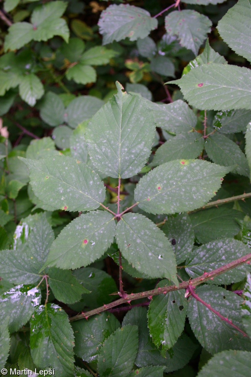 Rubus wimmerianus – ostružiník sivofialový, ostružiník Wimmerův