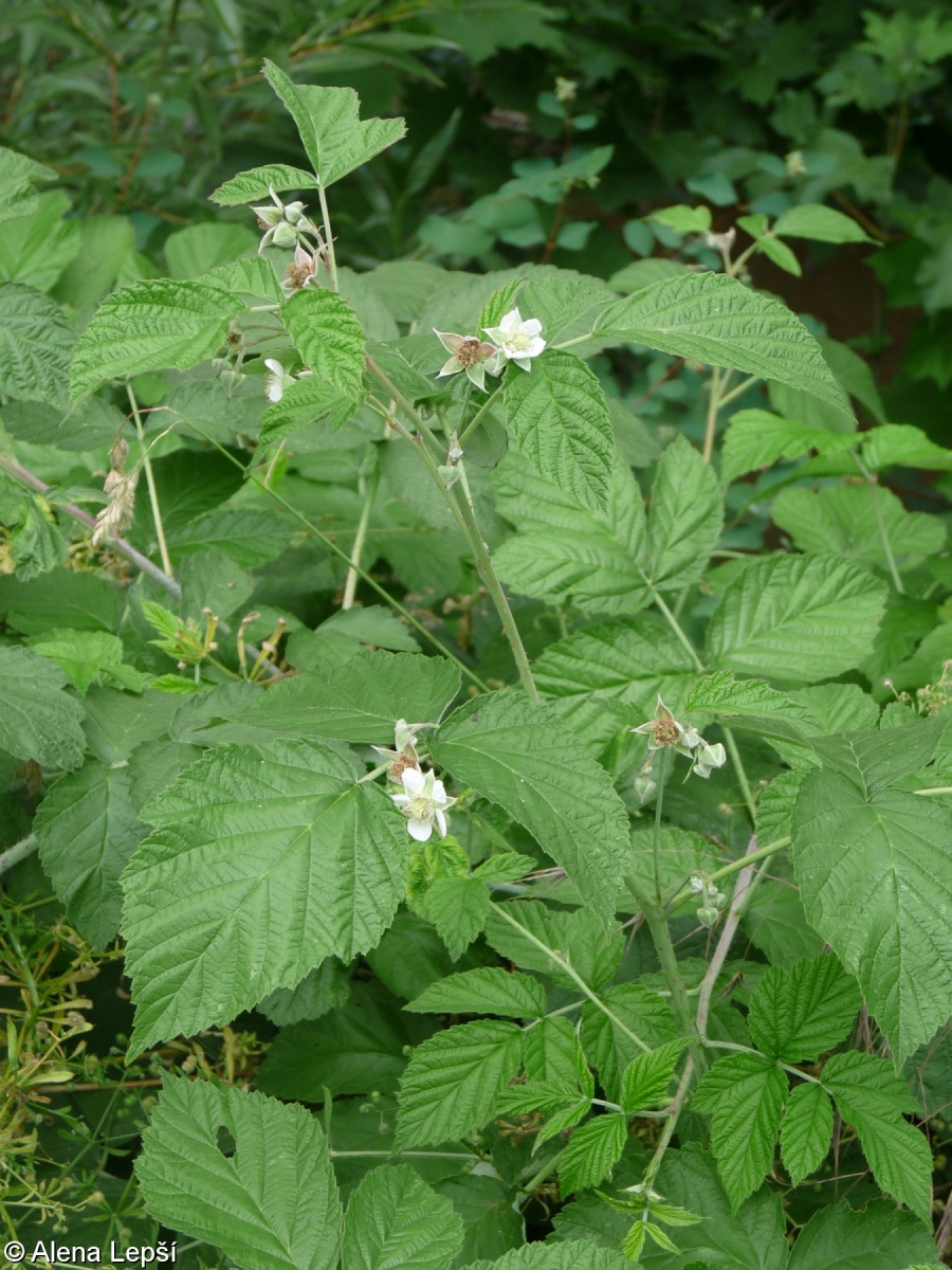 Rubus ×idaeoides – ostružiník maliníkovitý