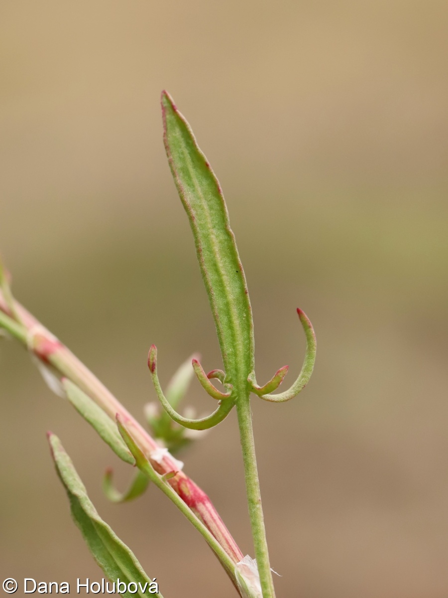 Rumex acetosella subsp. acetoselloides – šťovík menší tenkolistý