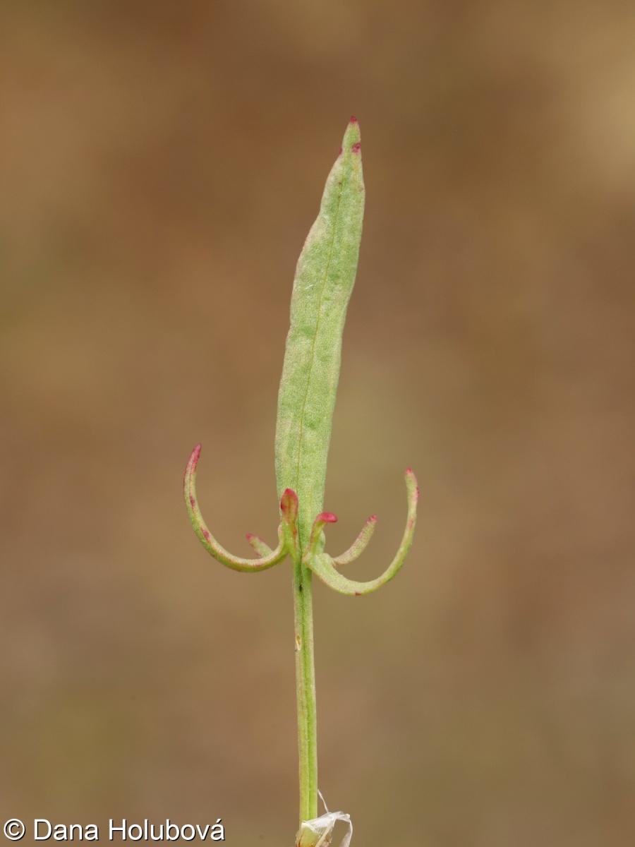 Rumex acetosella subsp. acetoselloides – šťovík menší tenkolistý