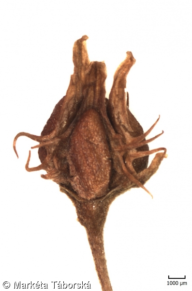 Rumex palustris – šťovík bahenní