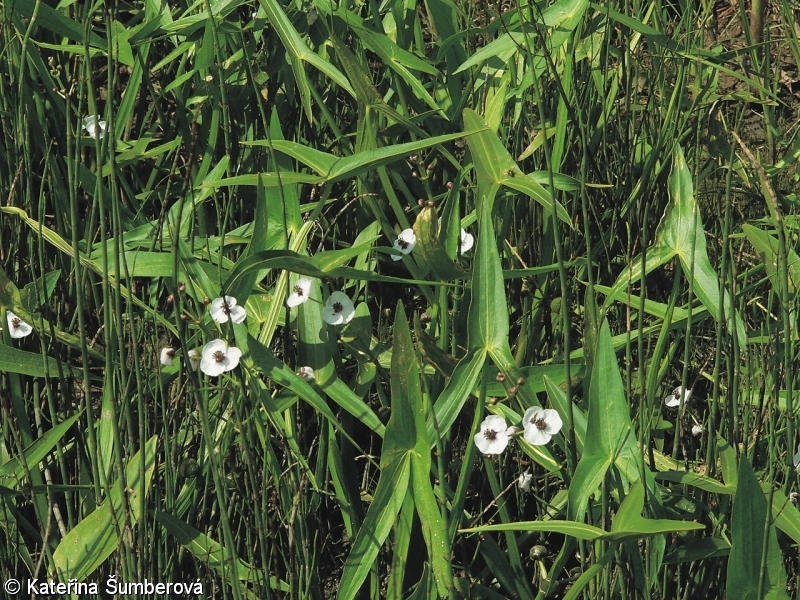 Sagittaria sagittifolia – šípatka střelolistá