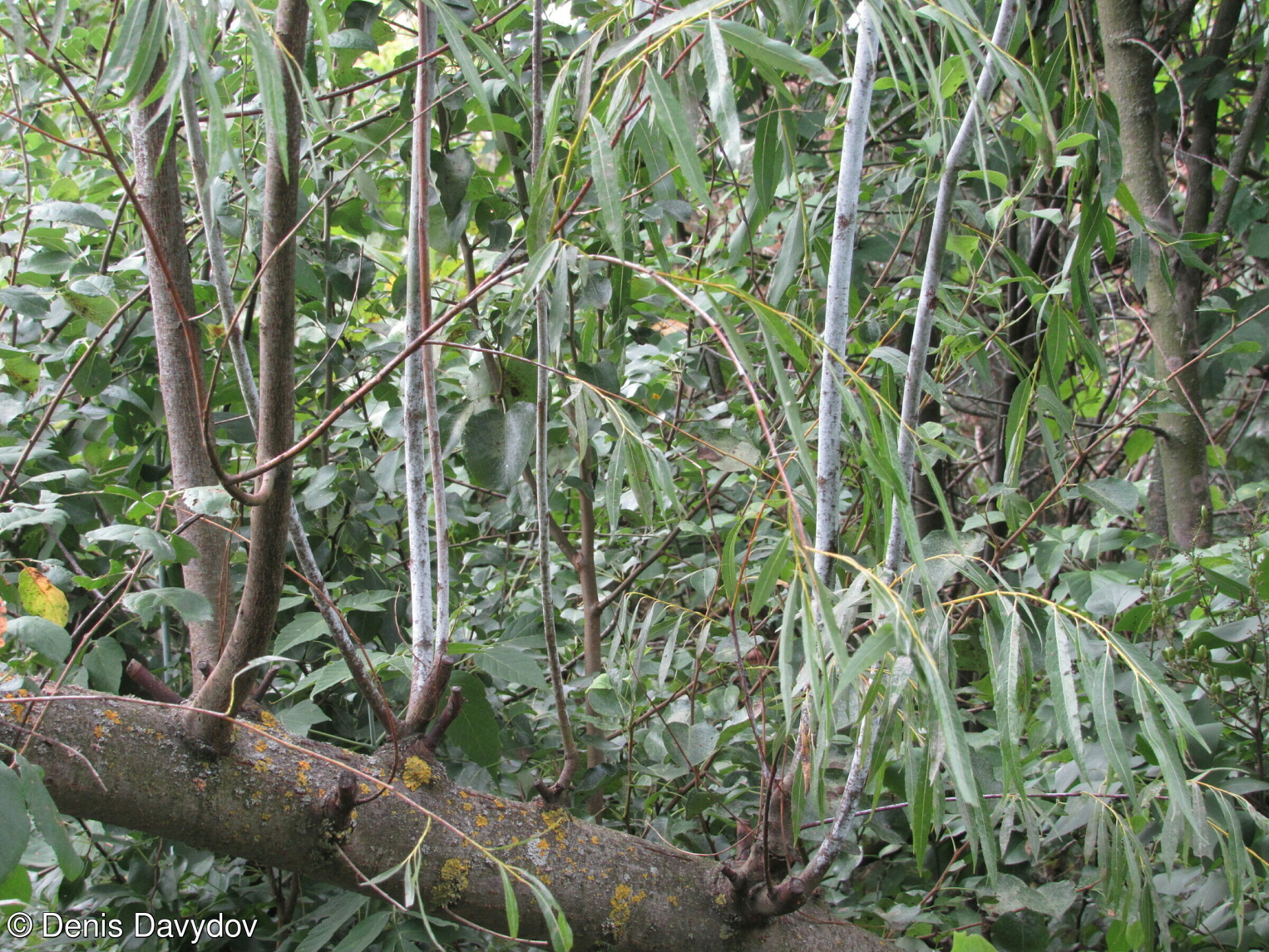Salix acutifolia – vrba špičatolistá (“kaspická vrba”)