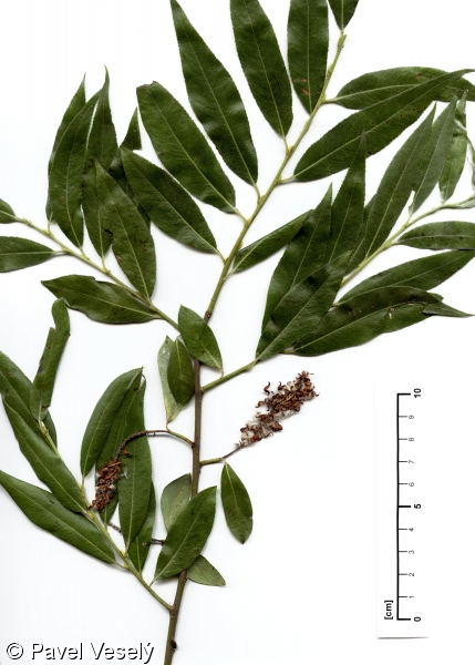 Salix alba – vrba bílá