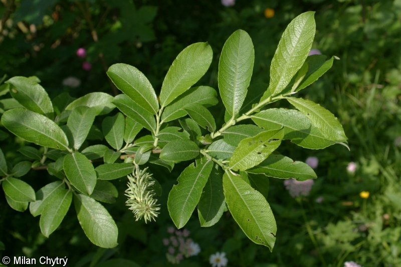 Salix appendiculata – vrba velkolistá