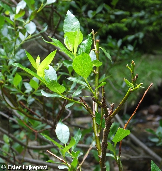 Salix bicolor – vrba dvoubarvá