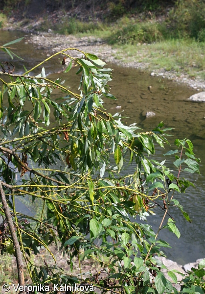 Salix daphnoides – vrba lýkovcová