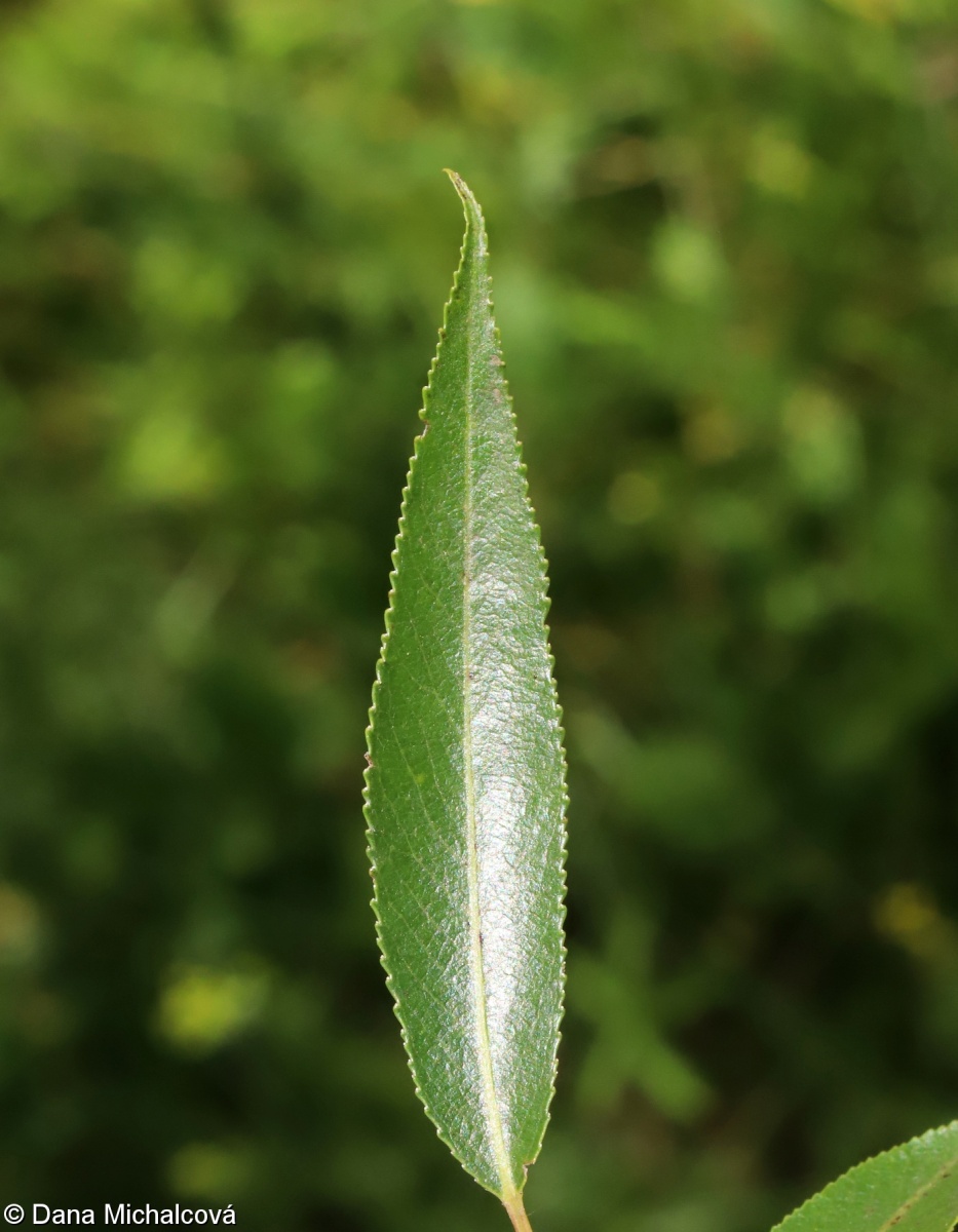 Salix euxina – vrba křehká