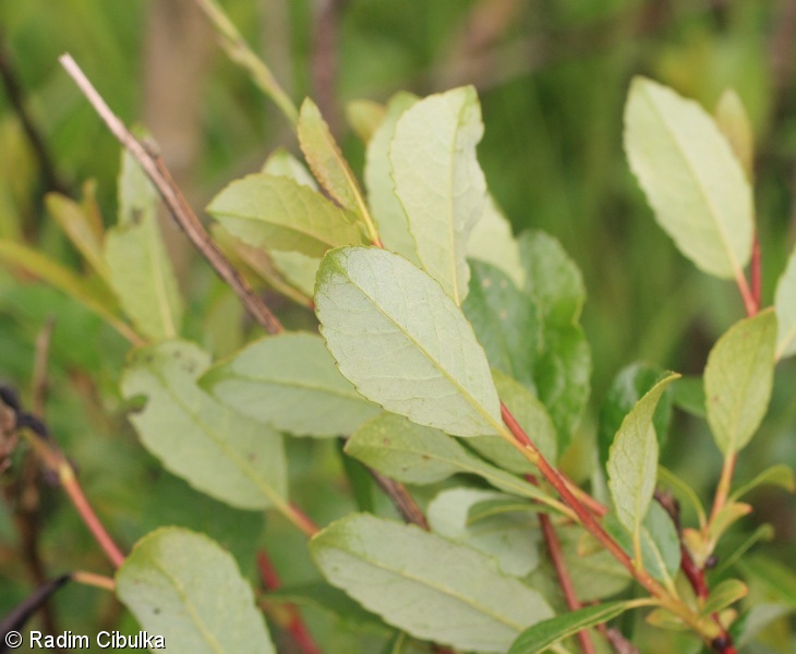 Salix myrsinifolia – vrba černající