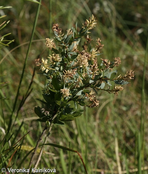 Salix myrtilloides – vrba borůvkovitá