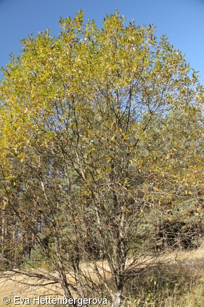 Salix pentandra – vrba pětimužná