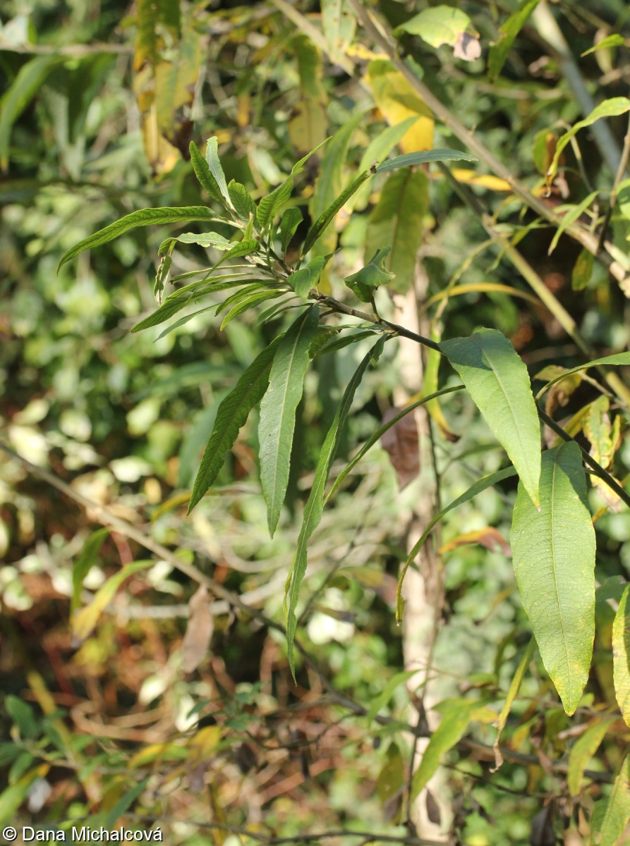 Salix ×holosericea – vrba košíkářská × v. popelavá