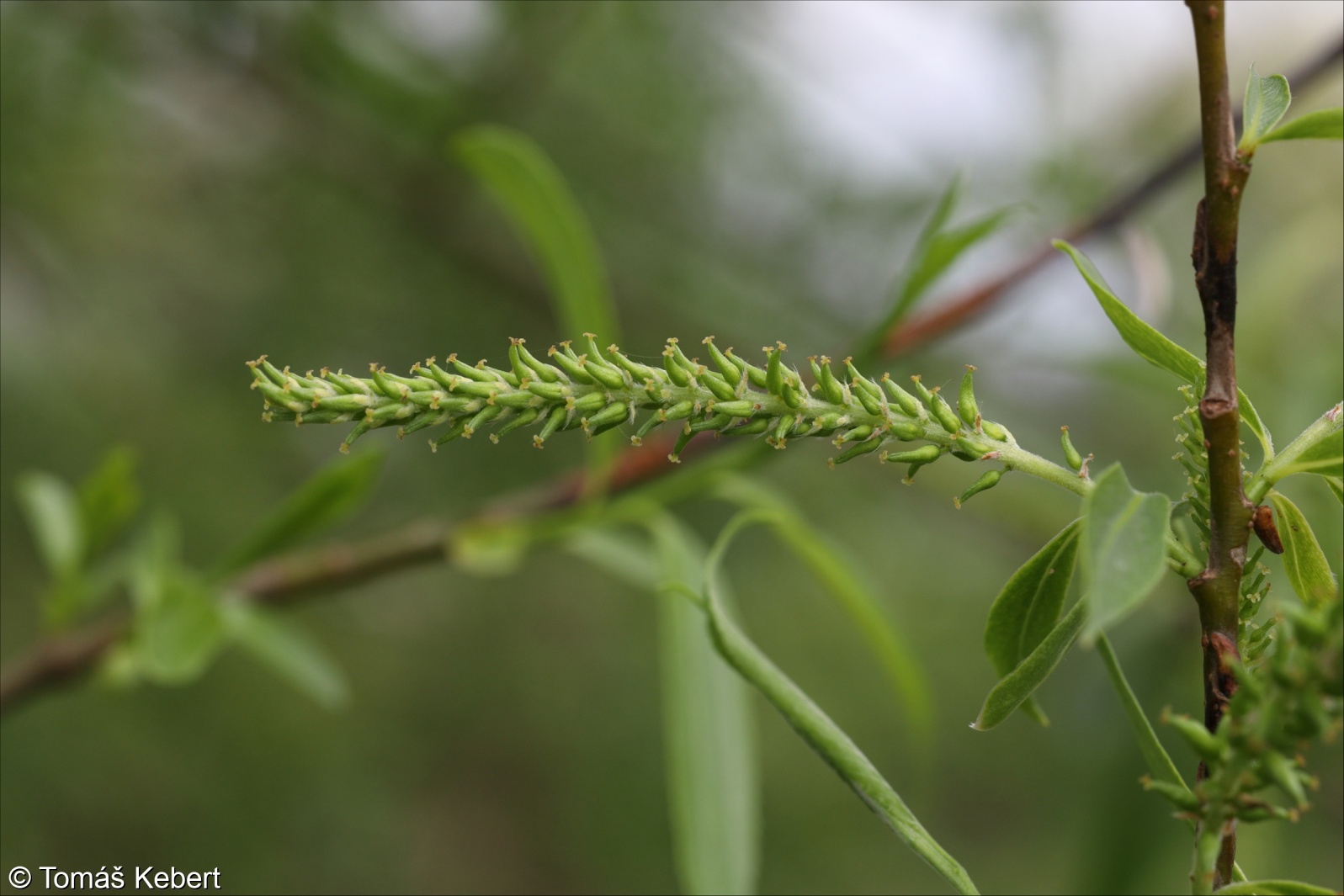 Salix ×rubens – vrba bílá × v. křehká
