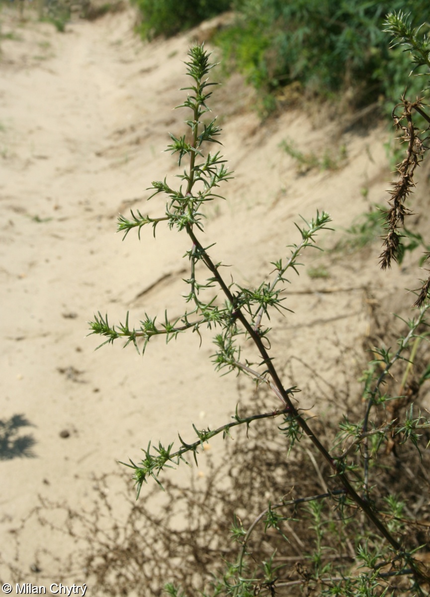 Salsola tragus subsp. tragus – slanobýl obecný pravý