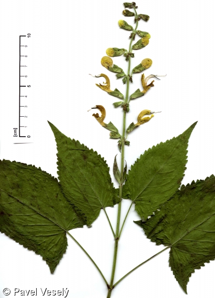 Salvia glutinosa – šalvěj lepkavá
