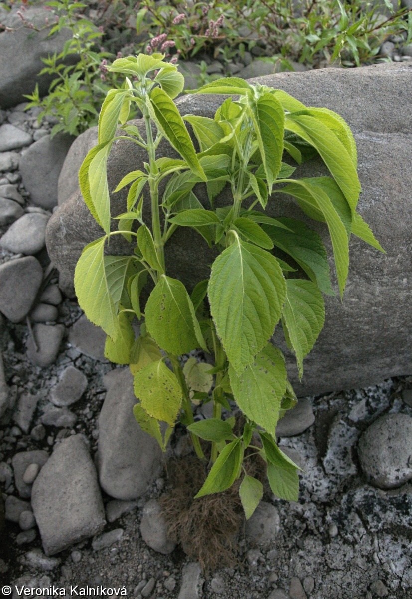 Salvia hispanica – šalvěj hispánská