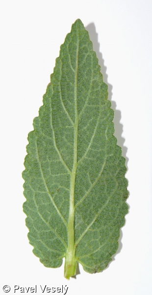 Salvia nemorosa subsp. nemorosa – šalvěj hajní pravá