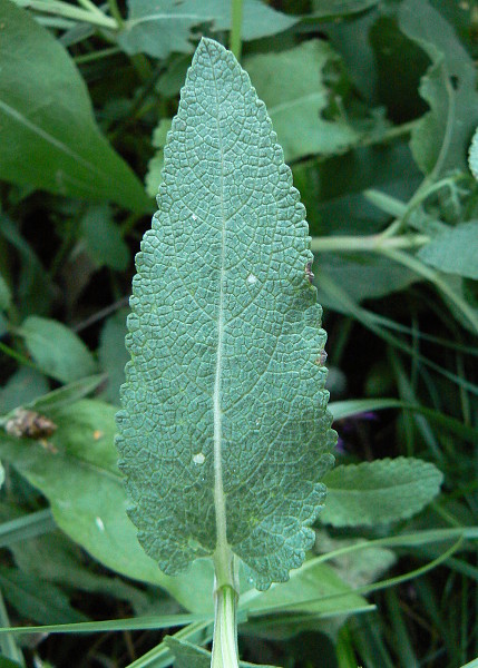 Salvia nemorosa subsp. nemorosa – šalvěj hajní pravá