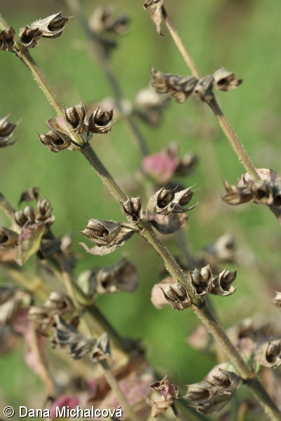 Salvia sclarea – šalvěj muškátová