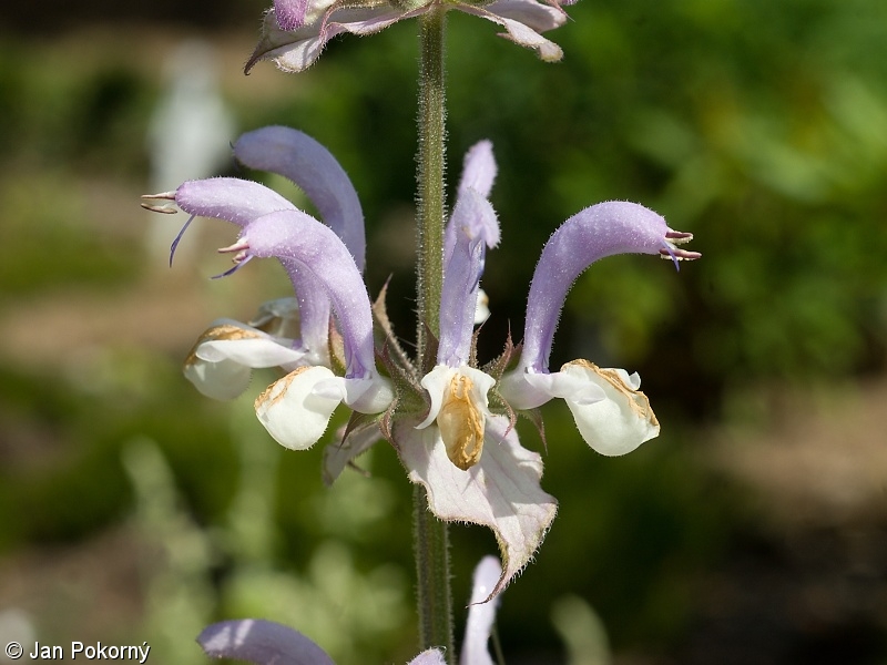 Salvia sclarea – šalvěj muškátová