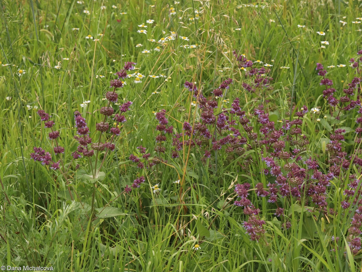 Salvia verticillata – šalvěj přeslenitá