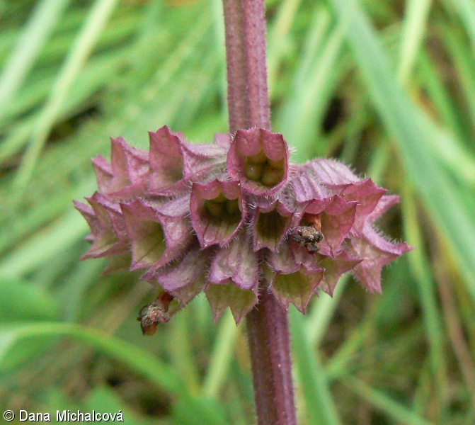 Salvia verticillata – šalvěj přeslenitá