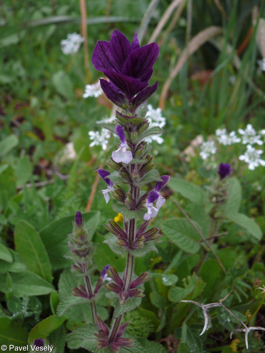 Salvia viridis – šalvěj zahradní