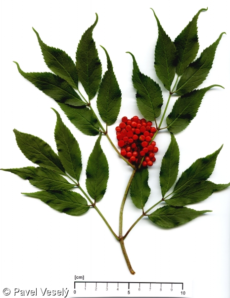 Sambucus racemosa – bez červený