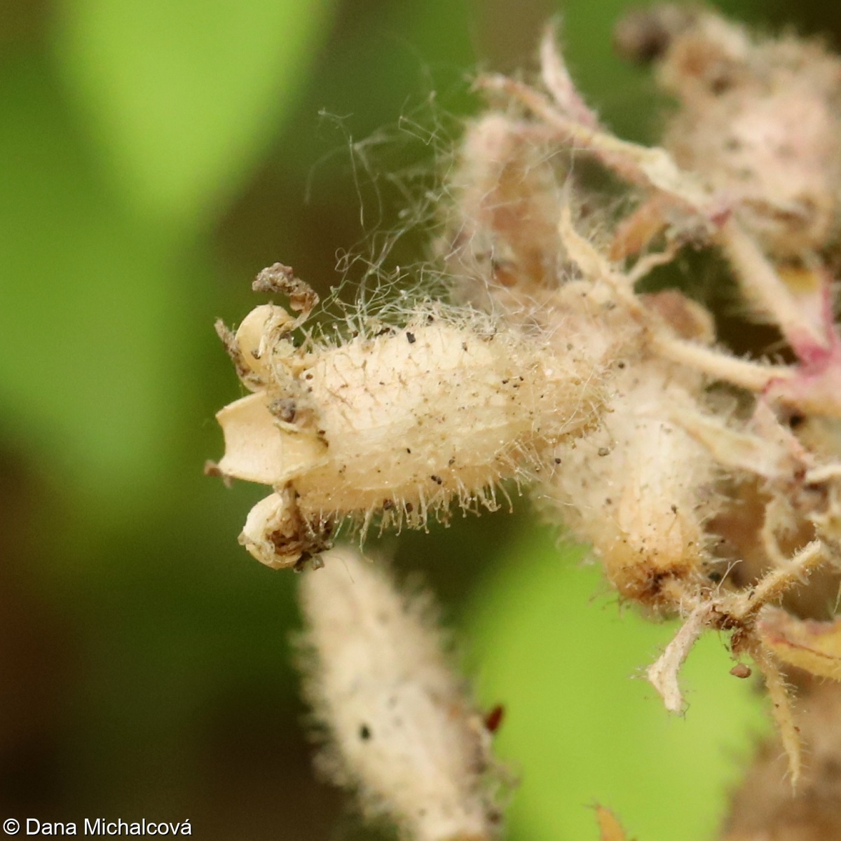 Saponaria ocymoides – mydlice bazalkovitá