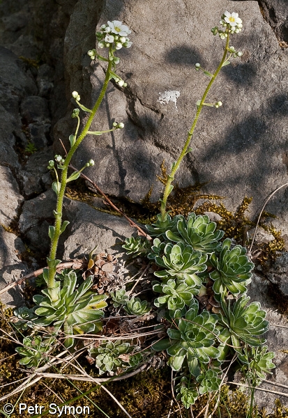Saxifraga paniculata – lomikámen vždyživý