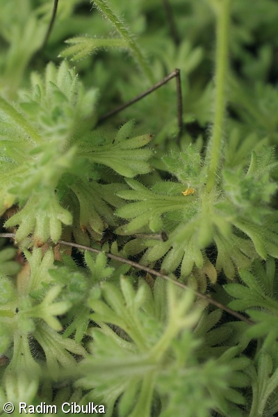 Saxifraga rosacea – lomikámen trsnatý