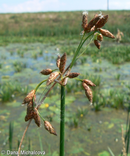 Schoenoplectus lacustris – skřípinec jezerní