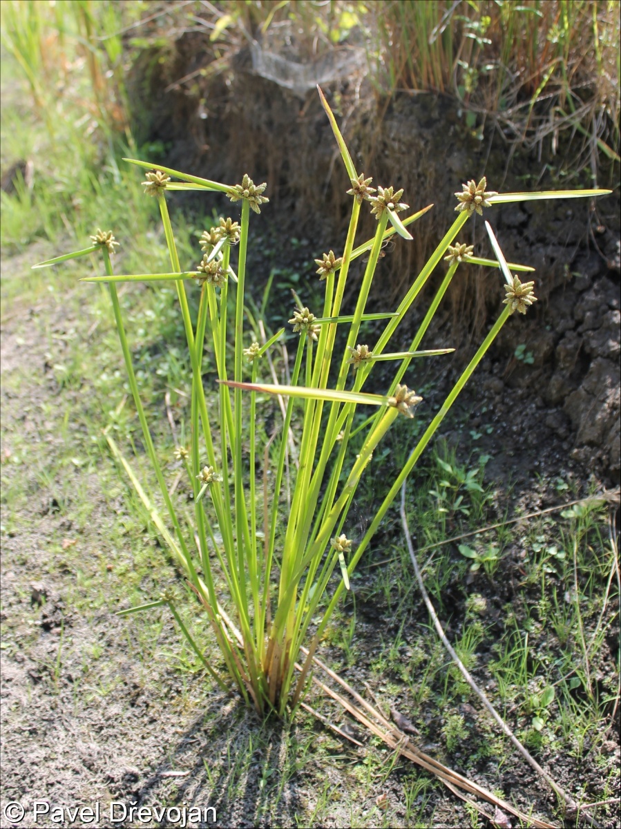 Schoenoplectus mucronatus &ndash; skřípinec osinkatý