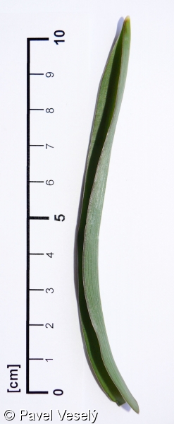 Scilla bifolia agg. – okruh ladoňky dvoulisté